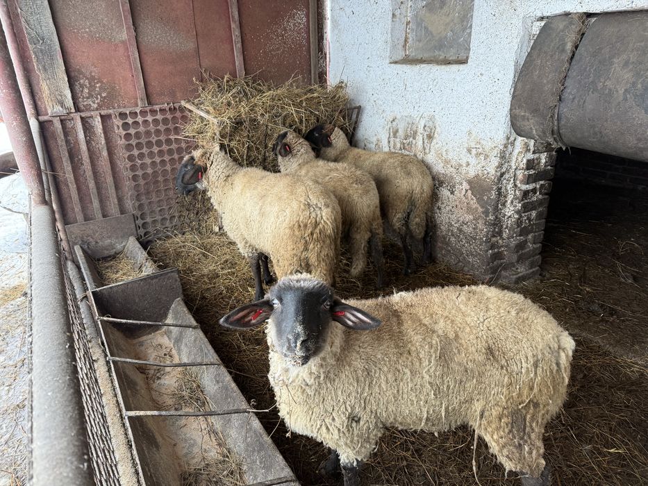 Mieluțe suffolk din primavară.