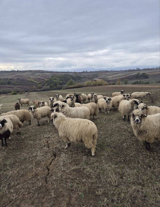 De vazare 27 de oi 8 melute si un berbecut