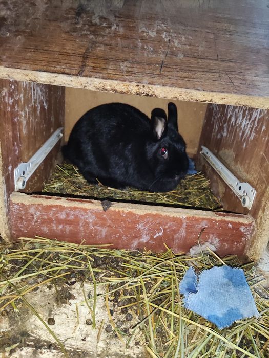 Quyon sotiladi.quyon..