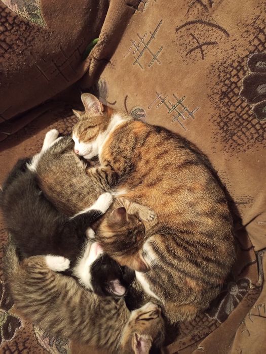 Отдам котят в хорошие руки