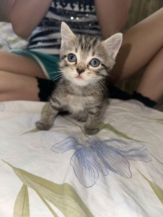 Отдаю котят в хорошие руки