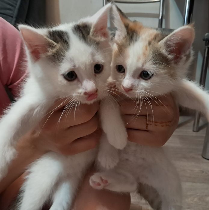 Котята отдам в хорошие руки.