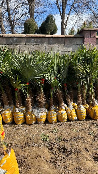 Көшет саженцы оптом