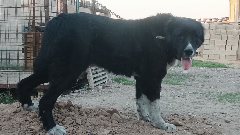 Сука Тобет 3 года очень крупная