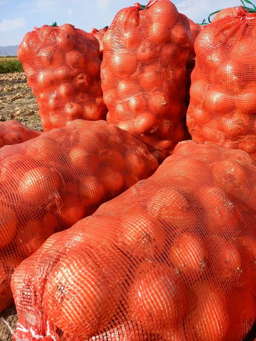 Продам Лук Хороший