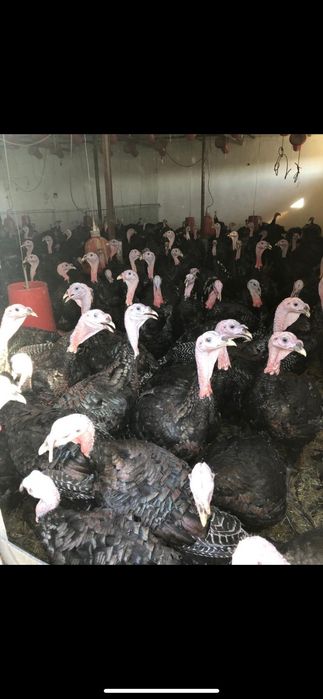 Curcanii vii sau taiați