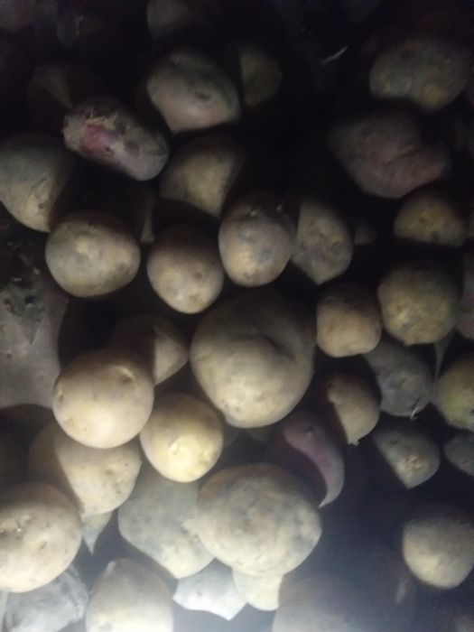 Продам картофель