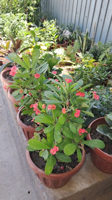 Продаются цветы. Мырзакент.