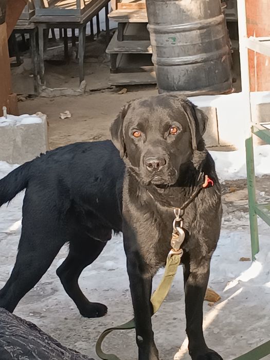 Продам лабрадор ретвилер черный цвет