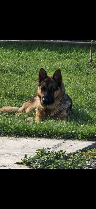 Пропала собака немецкая овчарка
