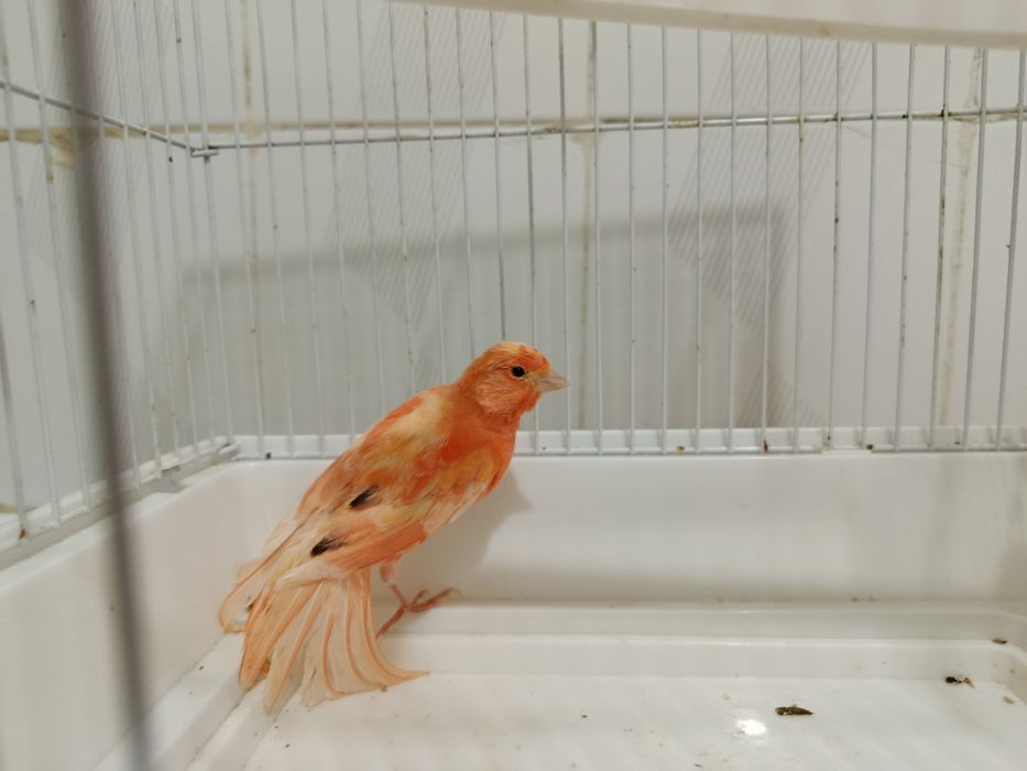 Кенар, канарейка нар