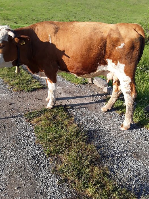 De  vanzare  vaca