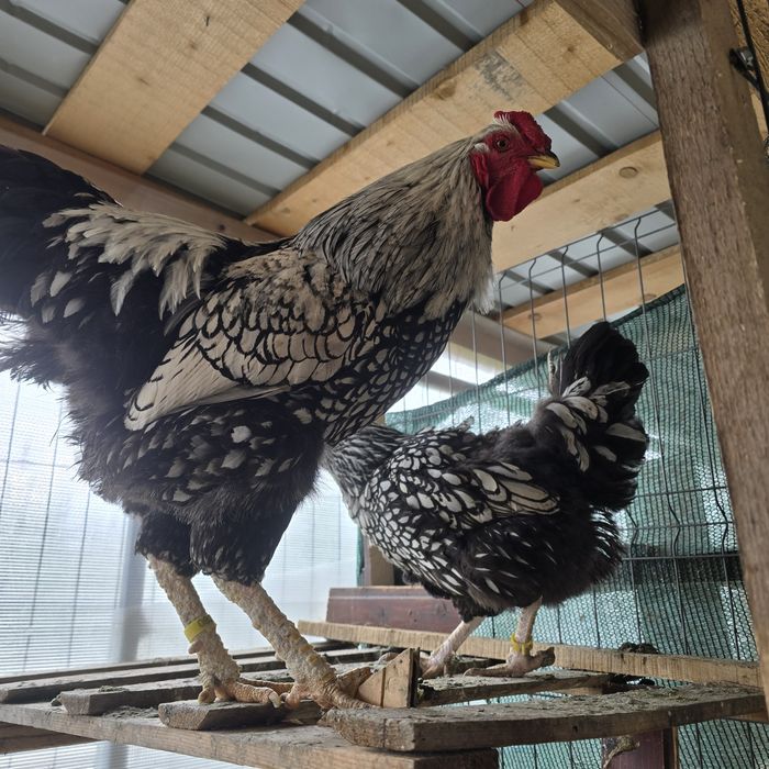 Pereche wyandotte si brahma