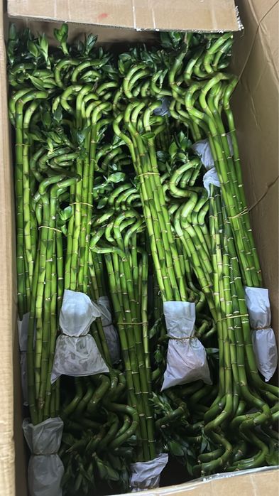 Бамбук для привлечения  достатка