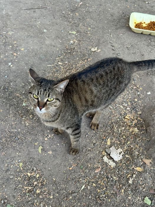 Котята бесплатно