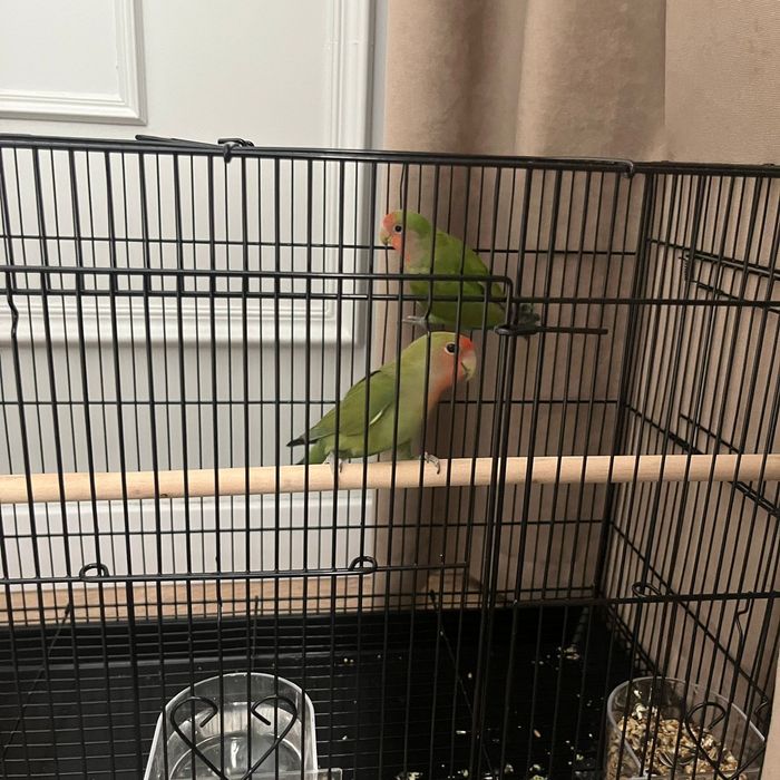 Неразлучник пара