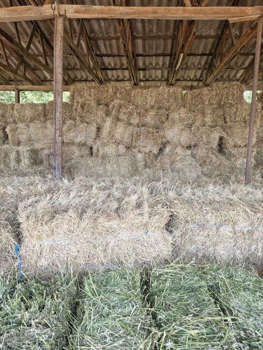 Vand baloti de fan lucernă si paie