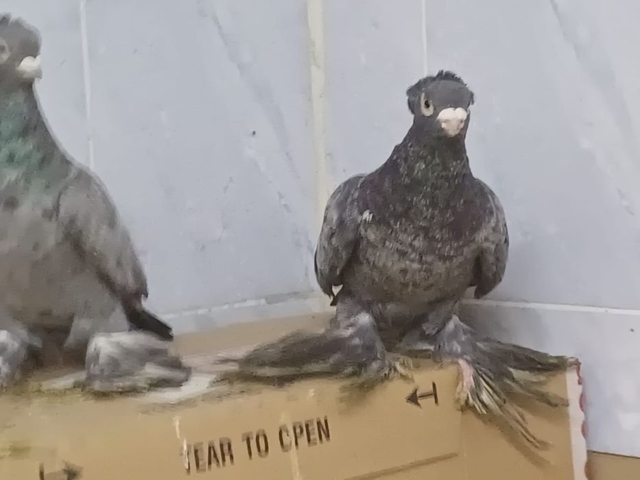 Кептерлер сатылады