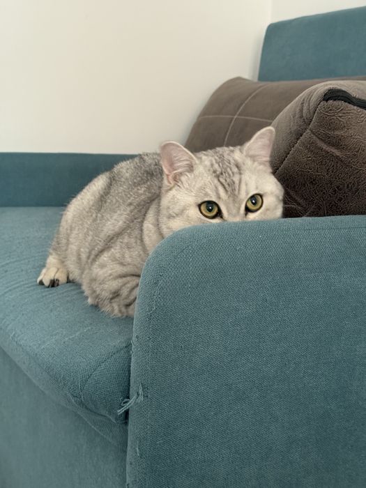 Скотиш страйт породистый шиншила