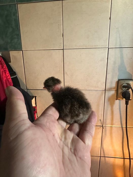 Продам домашних цыплят