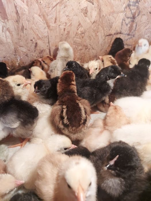 Продам домашних цыплят