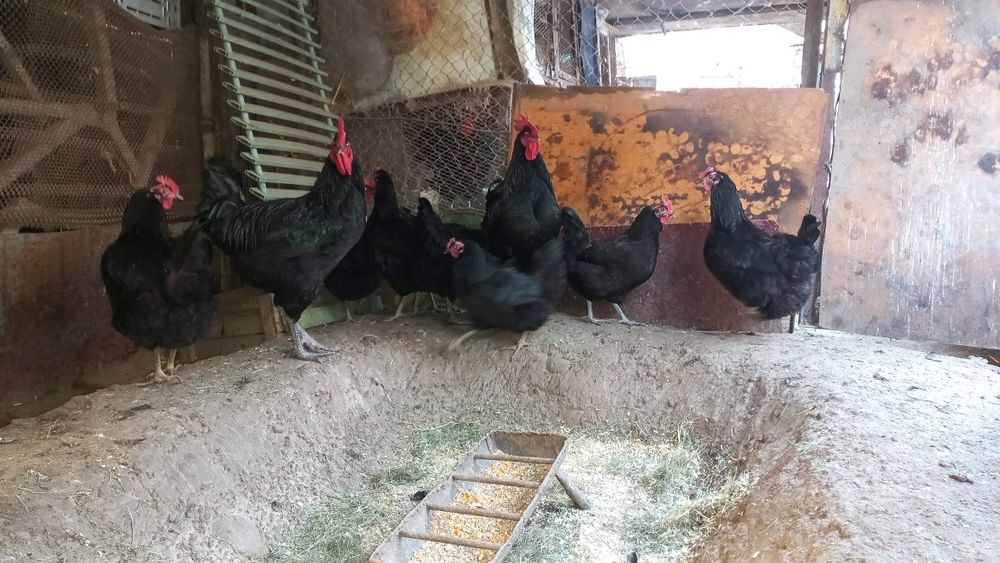 Инкубатор тухум сотилади.
