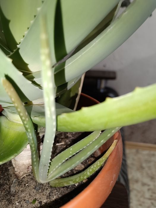 Отростки Алоэ Вера