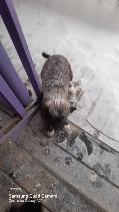 Отдам щенят в хорошие руки