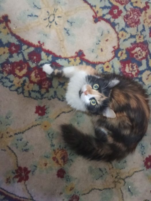 Отдам даром кошку