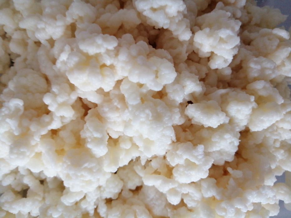 Ciuperca de apă , cristale japoneze,de lapte kefir chefir
