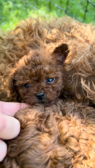 Той Пудел / Toy Poodle