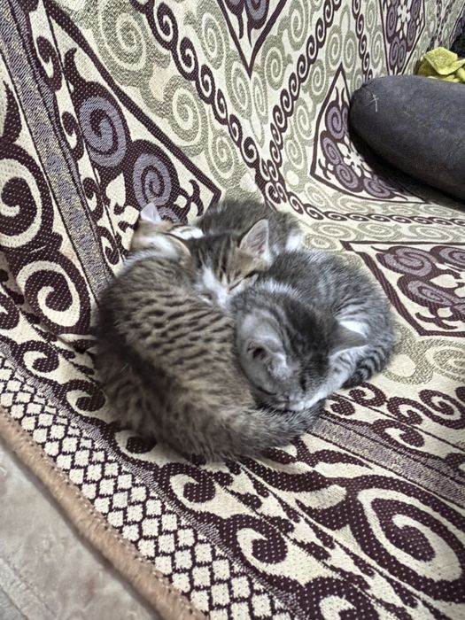 Отдам даром котят