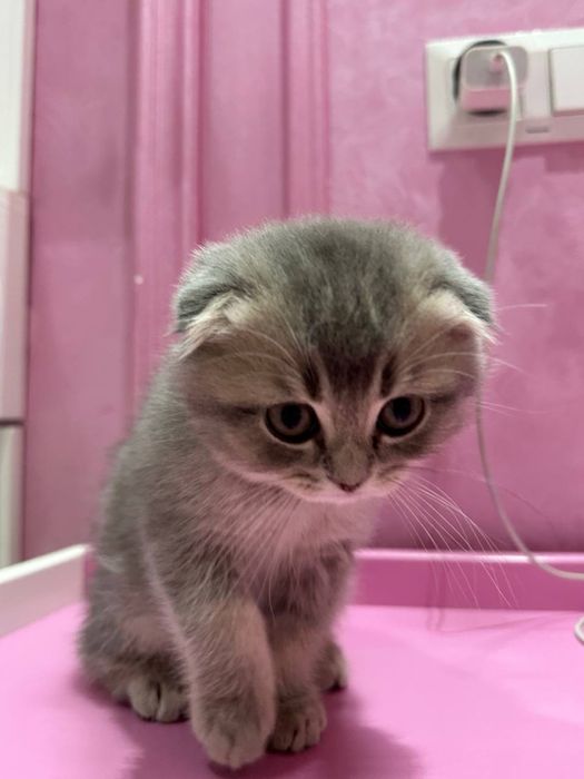 британский скотиш фолд