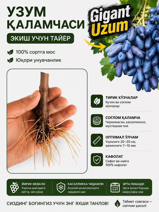 Гигант узум кочатлари