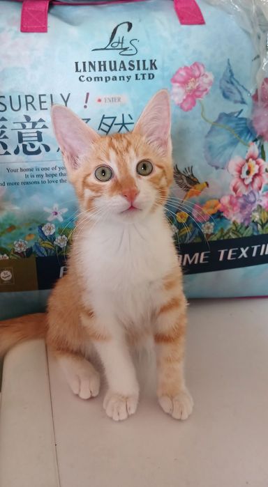 4 та мушук болалари яхши кулларга