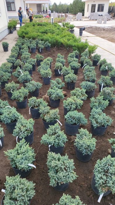 ОЗЕЛЕНЕНИЕ Профессионально