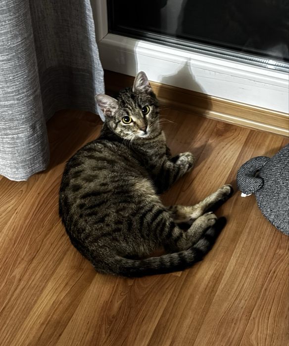 Женско коте търси дом