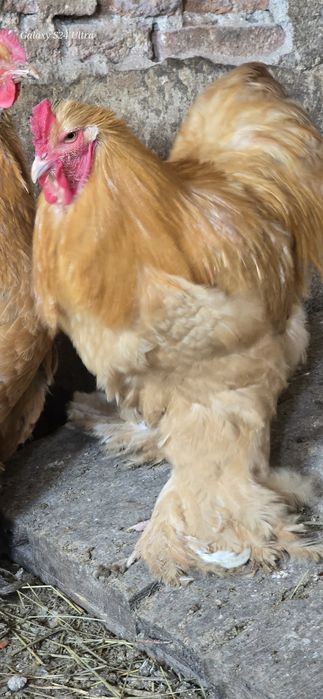 Cocos cochinchina urias