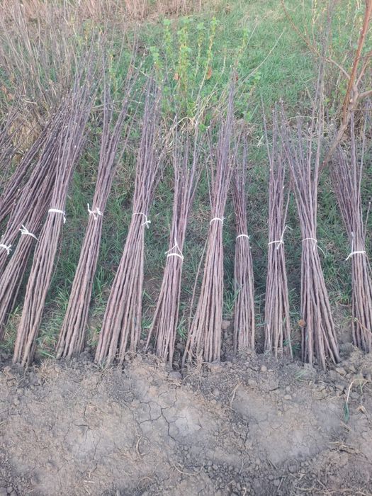 Саженцы яблоки золотой