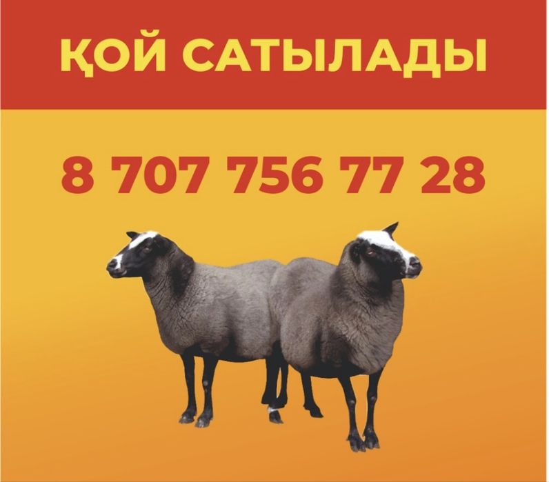 Қой сатылады. Бараны
