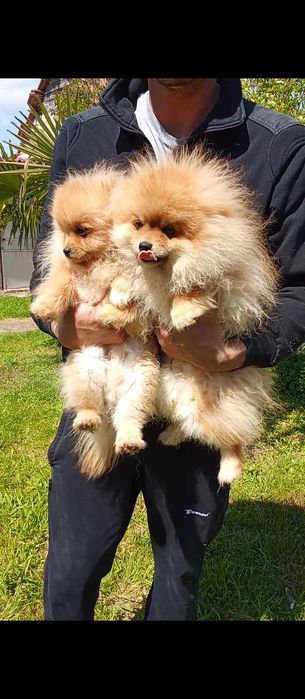 Продавам померани