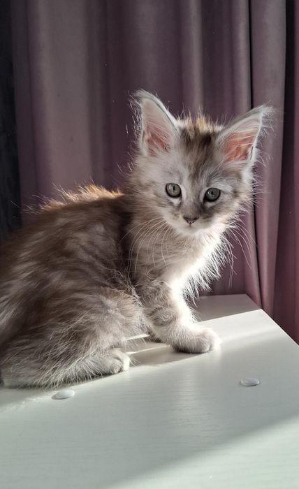 Мейн-кун  котята