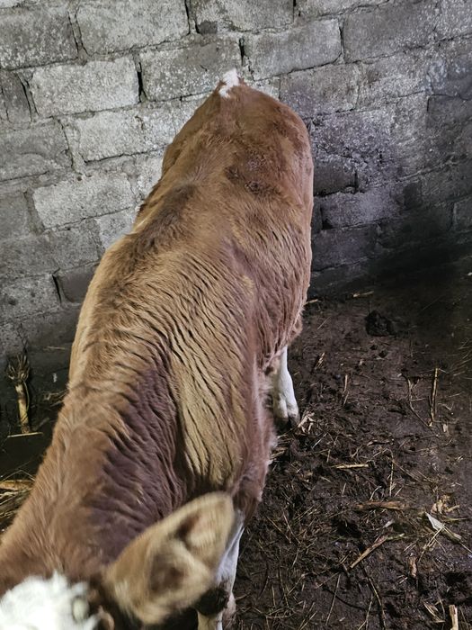 Vand vitel de 2 luni jumate