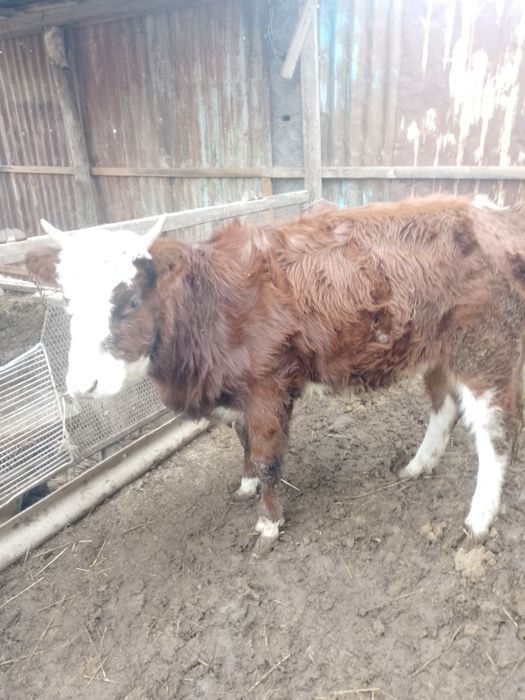 1,5 жасар кашар сатылады семіз