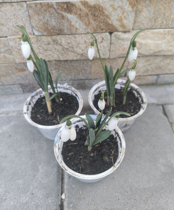 Банан Муса студоустойчив Глициния Вистерия Текома Лоницера