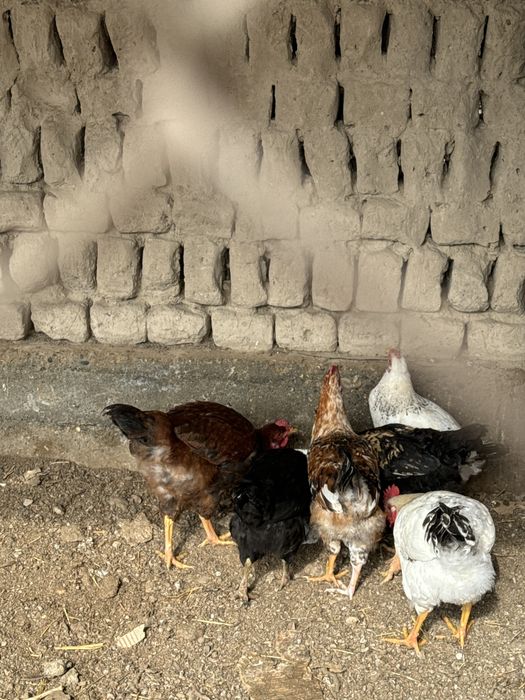 Петух,қораз,иитииити