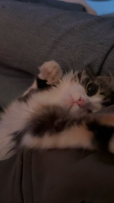 Кошка Бесплатно
