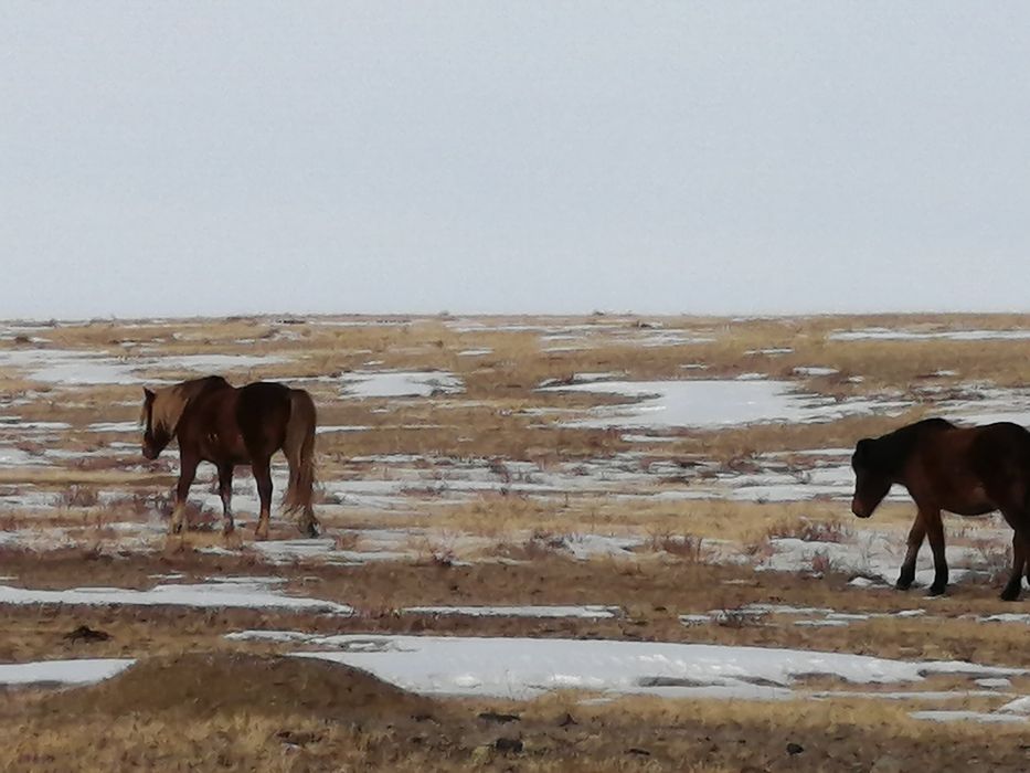 Жылкы сатылады биелер ай