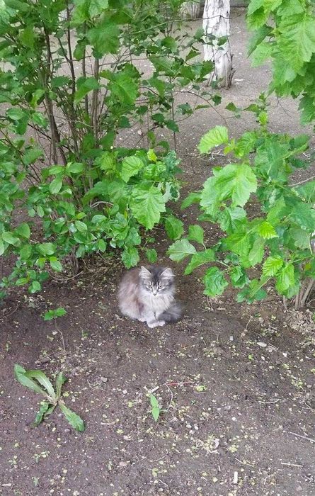 Кошечка ищет себе дом!