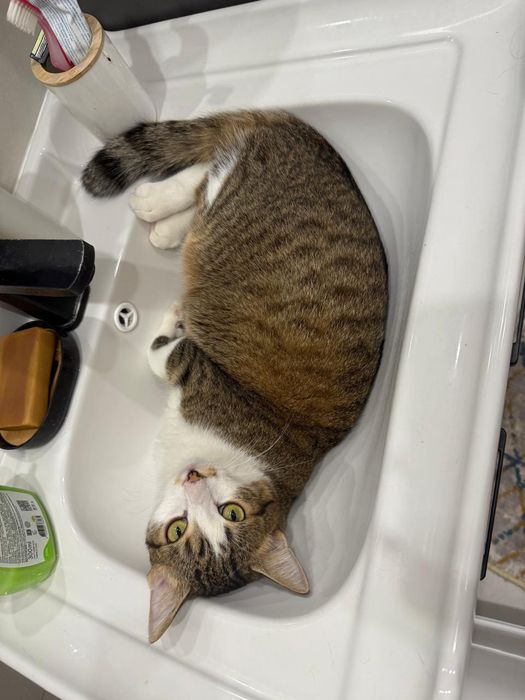 Дарю кота 1 год кастрат